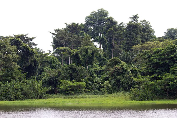 IITA Forest Reserve Ibadan