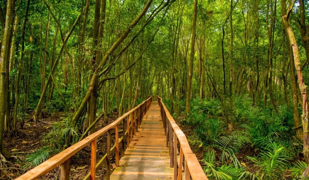Lekki Conservation Centre