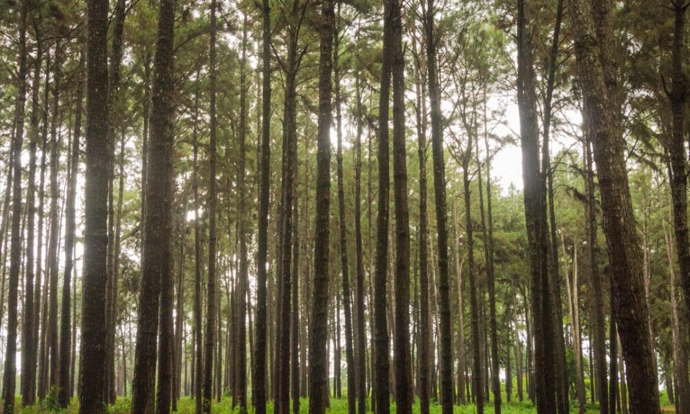 Ngwo Pine Forest